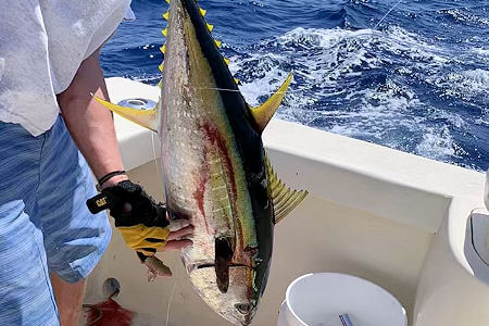 Vividly colored Yellowfin Tuna caught on early season Cape Hatteras fishing charter.