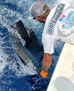 Sailfish being released.